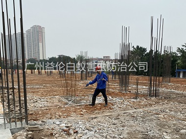 东涌新建工程预防白蚁