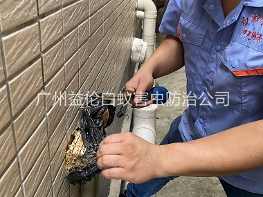 黄阁建筑灭治白蚁工程