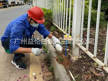 万顷沙红火蚁防治工程