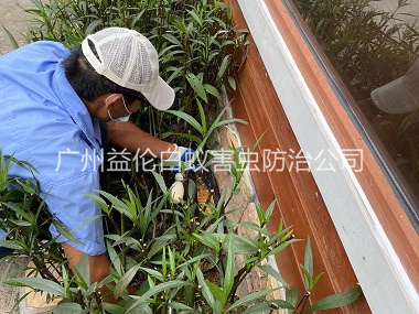 黄阁园林绿化灭治白蚁工程