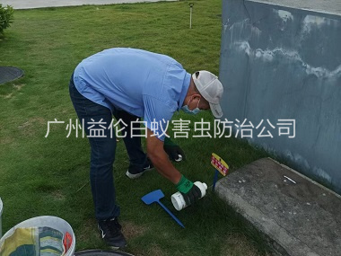 榄核灭除红火蚁工程