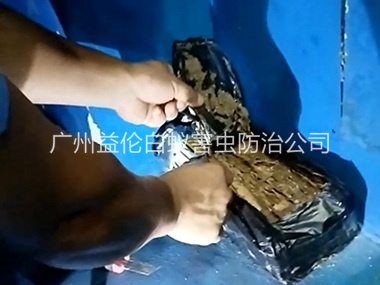 东涌白蚁侵害防治工程